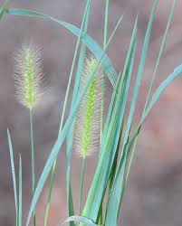 Attēlu rezultāti vaicājumam “Setaria glauca”