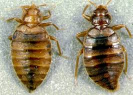 Image result for bed bugs