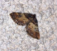 Attēlu rezultāti vaicājumam “Earophila badiata”