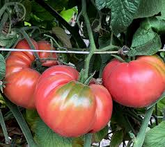 Afbeeldingsresultaat voor prudence purple tomato