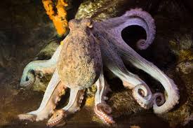 Image result for Octopus vulgaris