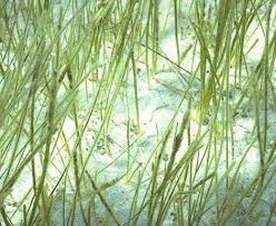 Attēlu rezultāti vaicājumam “Potamogetonaceae”