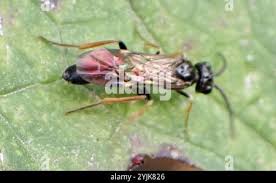 Attēlu rezultāti vaicājumam “Allantus cinctus”