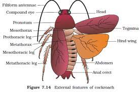 Image result for periplaneta americana