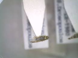 Attēlu rezultāti vaicājumam “Eupteryx vittata”