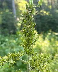 Attēlu rezultāti vaicājumam “Listera cordata fruit”