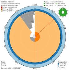 Attēlu rezultāti vaicājumam “Psococerastis gibbosa”