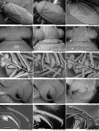 Attēlu rezultāti vaicājumam “Alloeotomus sp.”