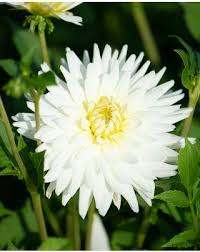 Image result for Dahlia `Snowflake`