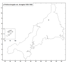 Attēlu rezultāti vaicājumam “Pohlia elongata”
