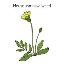 Image result for Hieracium pilosella
