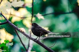 Attēlu rezultāti vaicājumam “Turdus merula male”