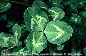 Attēlu rezultāti vaicājumam “Trifolium repens leaf”