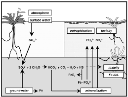 Attēlu rezultāti vaicājumam “Stratiotes aloides”