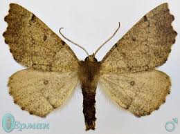 Attēlu rezultāti vaicājumam “Odontopera bidentata”