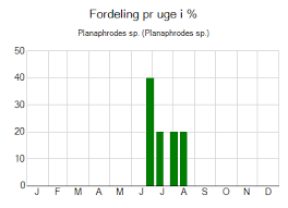 Attēlu rezultāti vaicājumam “Planaphrodes sp.”