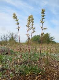 Attēlu rezultāti vaicājumam “Silene otites”