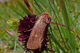 Attēlu rezultāti vaicājumam “Eriopygodes imbecilla”