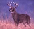 Deer Hunting Information At Your Fingertips | Whitetail Deer ...