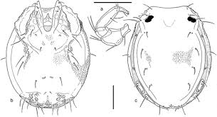 Attēlu rezultāti vaicājumam “Hydrachna”