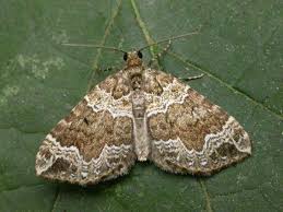 Attēlu rezultāti vaicājumam “Lampropteryx suffumata”