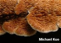 Attēlu rezultāti vaicājumam “Diderma ochraceum spores”