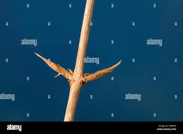 Attēlu rezultāti vaicājumam “Lonicera xylosteum bud”