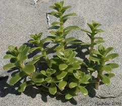 Attēlu rezultāti vaicājumam “Honckenya peploides flower”