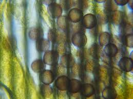 Attēlu rezultāti vaicājumam “Physarum viride var. aurantium stalked”