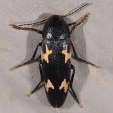 Attēlu rezultāti vaicājumam “Melandryidae”