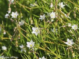 Attēlu rezultāti vaicājumam “Spergula arvensis”