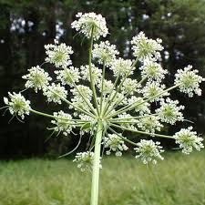 Attēlu rezultāti vaicājumam “Peucedanum palustre flower”