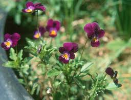 Attēlu rezultāti vaicājumam “Viola tricolor flower”