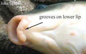 Image result for Ictiobus niger