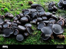 Attēlu rezultāti vaicājumam “Bulgaria inquinans”