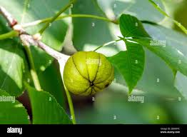 Attēlu rezultāti vaicājumam “Carya ovata fruit”