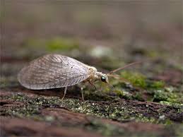 Attēlu rezultāti vaicājumam “Hemerobius perelegans”