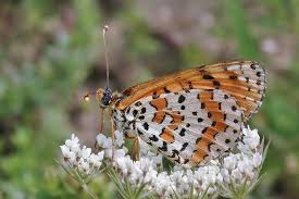 Attēlu rezultāti vaicājumam “Melitaea didyma”