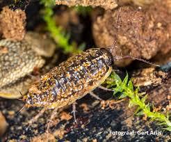 Attēlu rezultāti vaicājumam “Ligidium hypnorum”