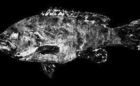 Image result for Mycteroperca rubra