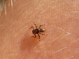 Attēlu rezultāti vaicājumam “Lipoptena cervi”