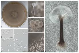 Attēlu rezultāti vaicājumam “Ophiotheca chrysosperma spores”