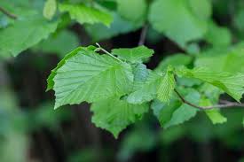 Attēlu rezultāti vaicājumam “Corylus avellana leaf”