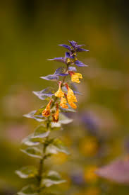 Attēlu rezultāti vaicājumam “Melampyrum nemorosum”
