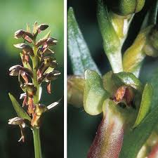 Attēlu rezultāti vaicājumam “Coeloglossum viride flower”