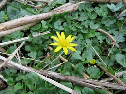Attēlu rezultāti vaicājumam “Ficaria verna leaf”