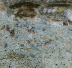 Attēlu rezultāti vaicājumam “Chionaspis salicis”