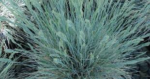 Attēlu rezultāti vaicājumam “Festuca ovina flower”