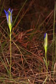 Attēlu rezultāti vaicājumam “Gentiana pneumonanthe leaf”