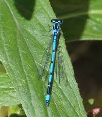 Attēlu rezultāti vaicājumam “Coenagrion puella male”
